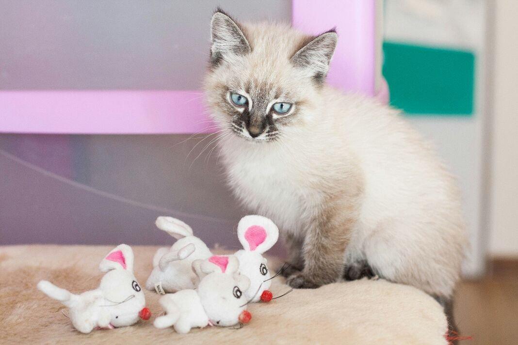 Кошки купить тверь. Котариум. Котариум Тольятти. Брянск Котариум. Котариум Сургут.