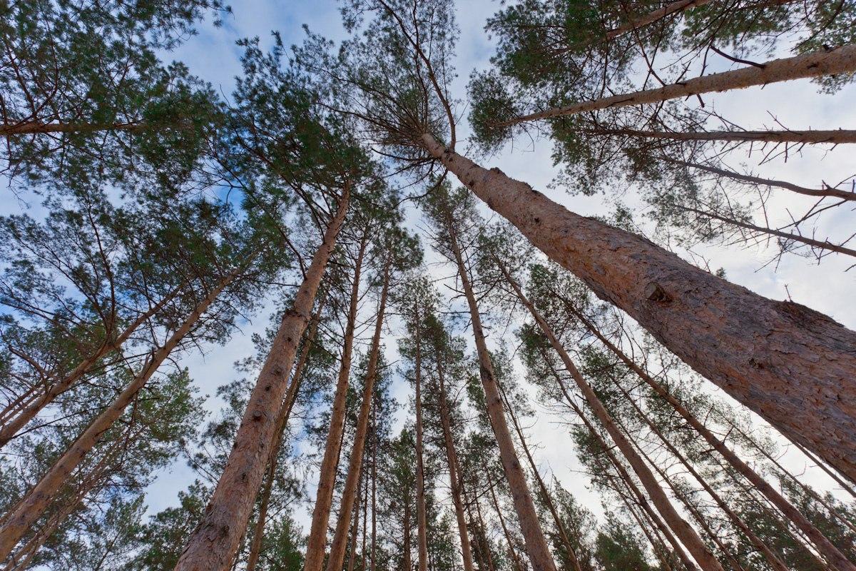 Донской лес. Лес Липецк. Липецк леса. Задонск леса. Еловый лес Липецк.