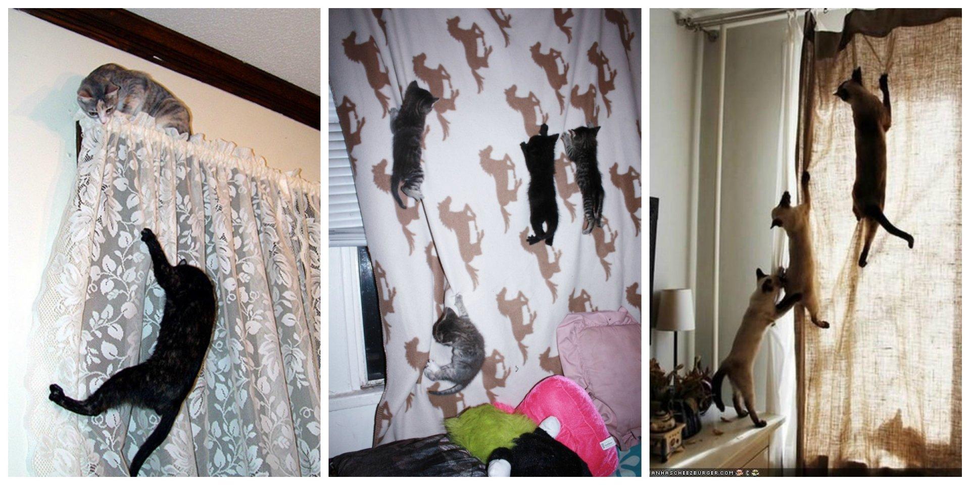 Можно ли замаскировать. Кот на шторах. Кот висит. Коты в квартире. Коты на занавесках.
