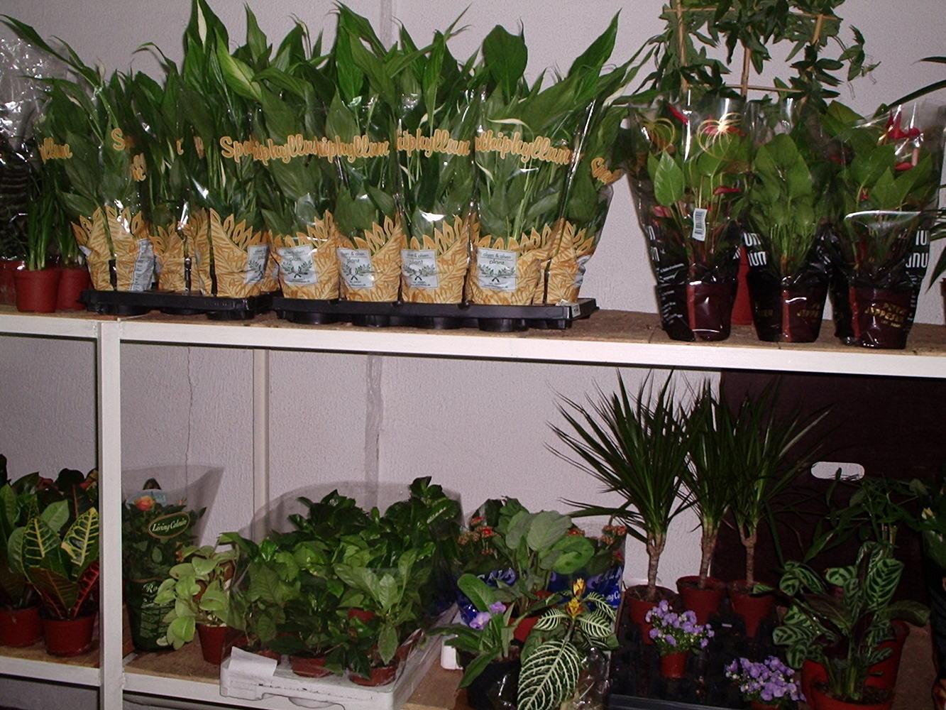 Оптовый комнатные растения