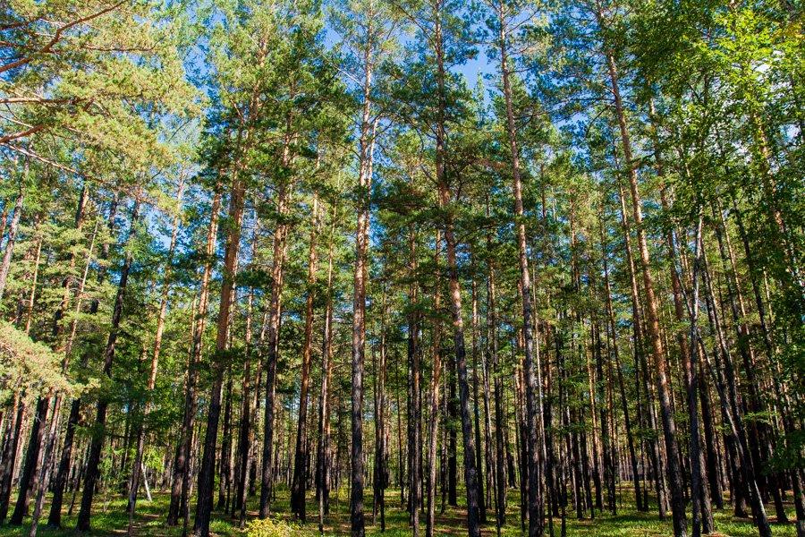 Погода карповка забайкальский край. Санаторий Карповка. Курорт Карповка Забайкальский край. Реабилитационный центр Карповка Чита. Карповка Забайкальский край лес.