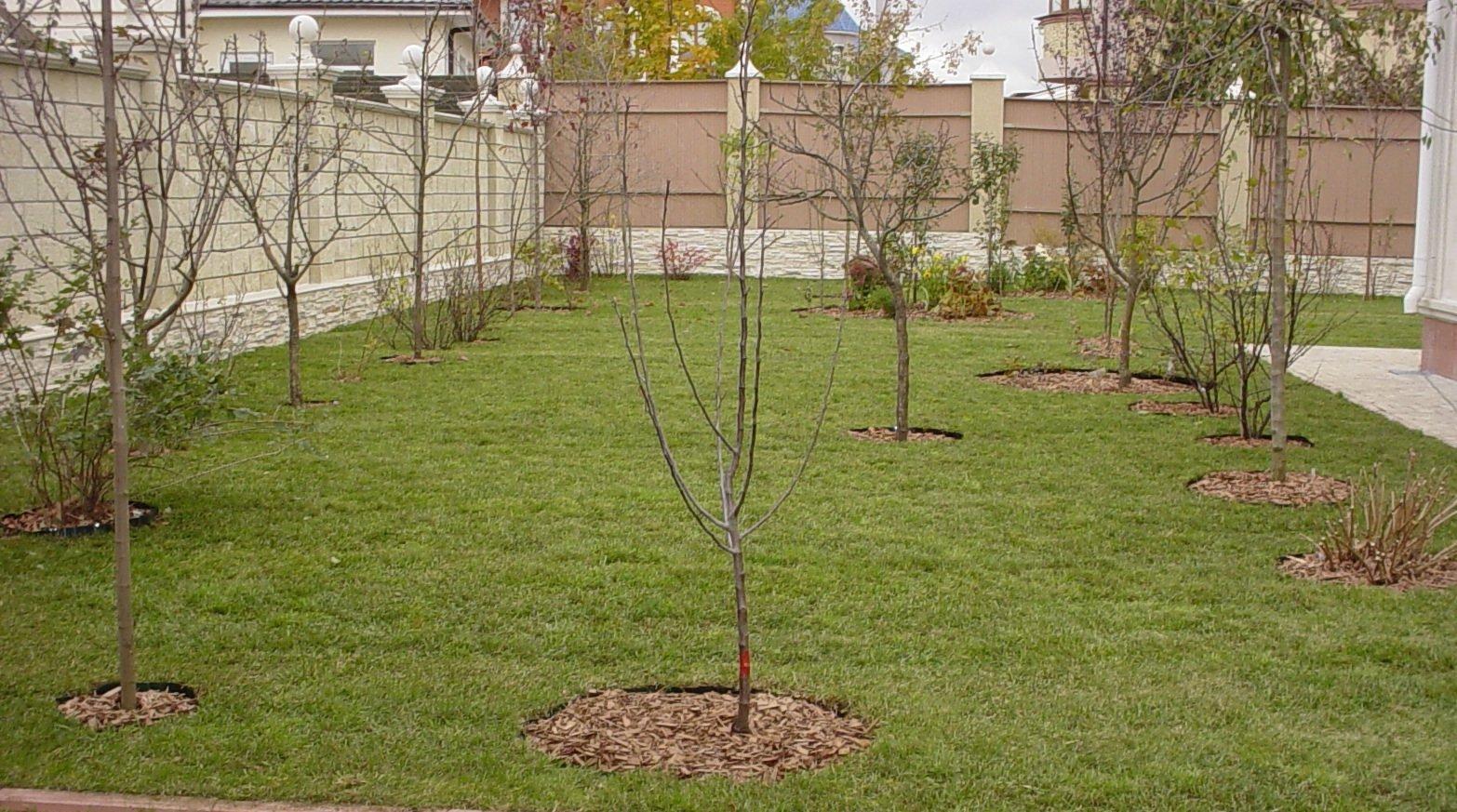 Как правильно посадить деревья на участке