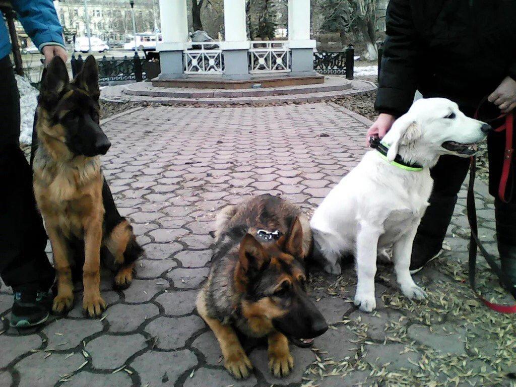 Куплю щенка в новокузнецке. Собаки в Новокузнецке. Авито в Новокузнецке собаки. Продажа собак в Новокузнецке.