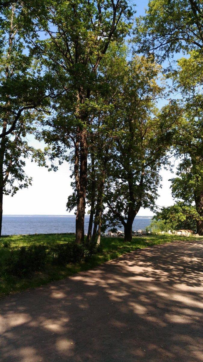 Парк Дубки В Сестрорецке Фото