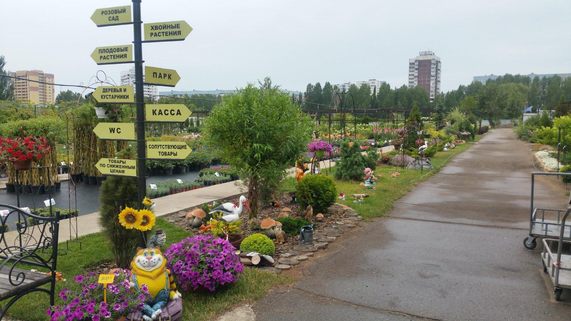 Центр подсолнух ульяновск. Садовый центр подсолнух Ульяновск. СЦ подсолнух Ульяновск. Ульяновск проспект Антонова 10а подсолнух. Подсолнух Ульяновск садовый центр каталог растений.