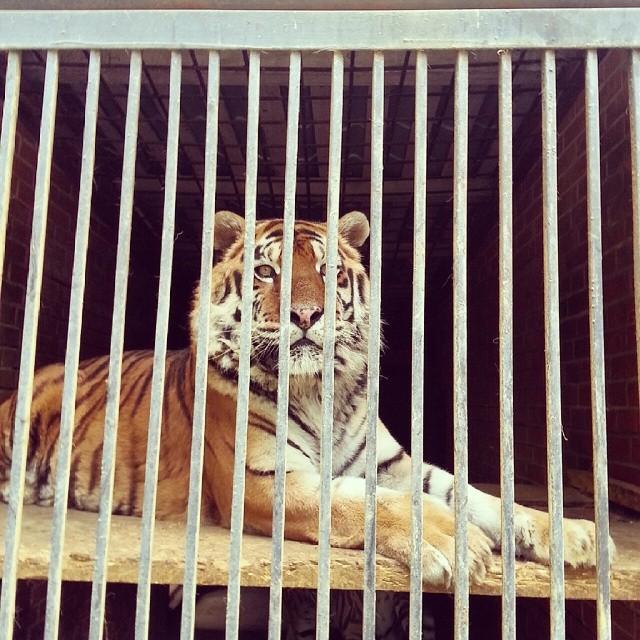 Жители зоопарка Саранска не будут голодать этой зимой ГТРК Мордовия